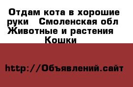 Отдам кота в хорошие руки - Смоленская обл. Животные и растения » Кошки   